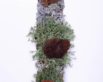 Floating Forest Art | Moss on Bark Natural Wall Decor | Eco Friendly Hanging Bark | Preserved Moss  Mushrooms | Vertical Garden Indoor