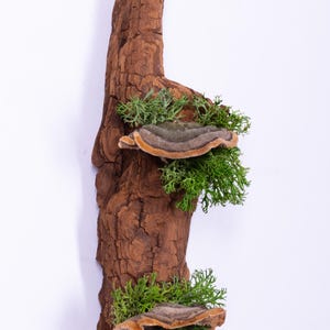 May include: A piece of driftwood with two shelf-like mushroom growths and green moss. The driftwood is brown and has a rough texture.