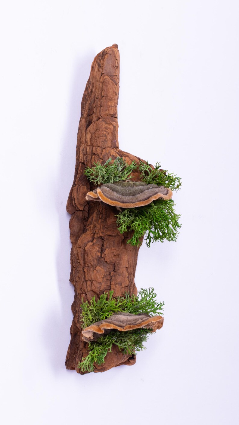 May include: A piece of driftwood with two shelf-like mushroom growths and green moss. The driftwood is brown and has a rough texture.