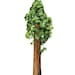 Shop Pine