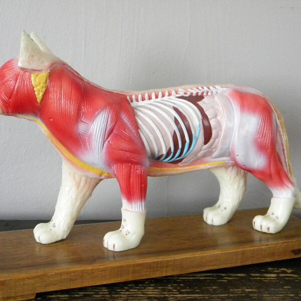 Vintage Cat Medical Model for Acupuncture