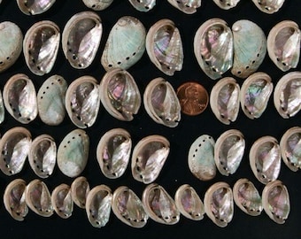 3 Dozen Assortment of Small Abalone Shells, Plus a Bonus Gift of These Beauties