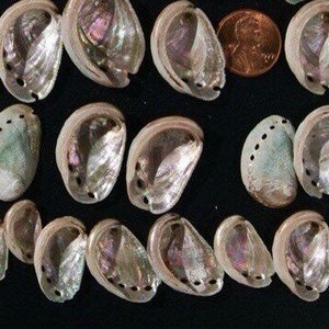 3 Dozen Tiny Abalone Shells, Plus a Bonus Gift of These Beauties