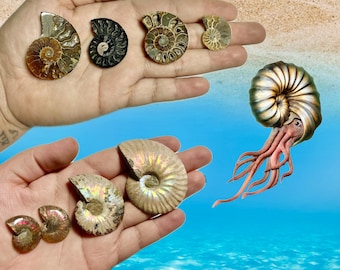 Polished Ammonite Fossil Pairs | Ammonite Halves | Polished Ammonite from Madagascar | B or C Quality Ammonites | You Pick Size & Quantity!