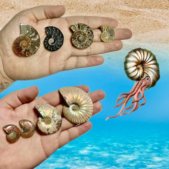Polished Ammonite Fossil Pairs | Ammonite Halves | Polished Ammonite from Madagascar | B or C Quality Ammonites | You Pick Size & Quantity!