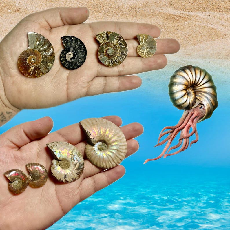 Pode incluir: Uma cole&ccedil;&atilde;o de amonites fossilizadas em v&aacute;rios tamanhos e cores, incluindo iridescente e marrom. Os amonites s&atilde;o exibidos em uma m&atilde;o e contra um fundo azul com uma representa&ccedil;&atilde;o de uma criatura semelhante a um polvo.