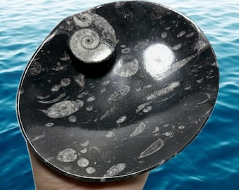 Orthoceras Fossil Bowl | Ammonite Oval Crystal Dish | Jewelry or Trinket Dish | 6.75" by 5.5" | You Pick!