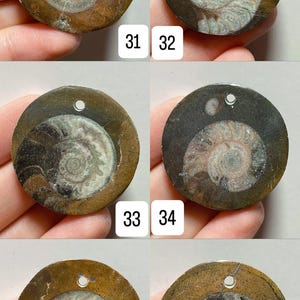 May include: A collection of six fossilized ammonite pendants. Each pendant is circular, with a central spiral design in shades of white, brown, and gray. The pendants have a hole at the top for stringing. The text "3cm+" is visible.