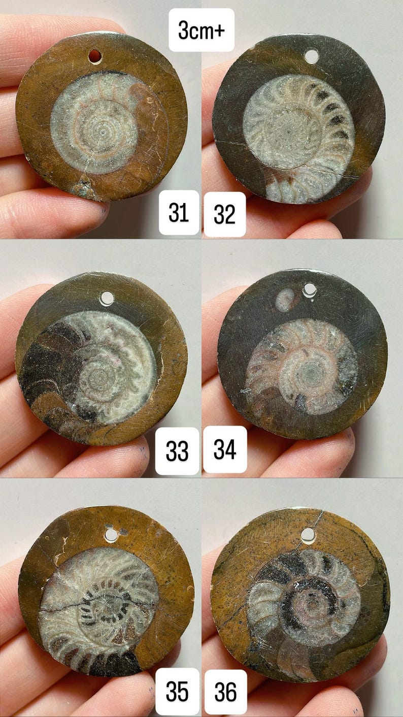 May include: A collection of six fossilized ammonite pendants. Each pendant is circular, with a central spiral design in shades of white, brown, and gray. The pendants have a hole at the top for stringing. The text "3cm+" is visible.