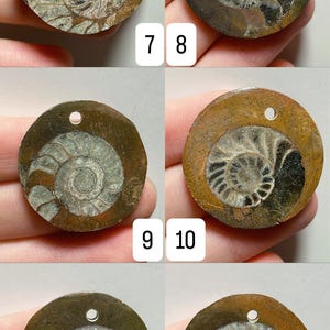 May include: A collection of six fossilized ammonite pendants, each approximately 1.2 inches in diameter. The pendants feature a spiral pattern in shades of brown, gray, and tan, with a small hole for stringing. Numbers 7-12 are printed on the image.