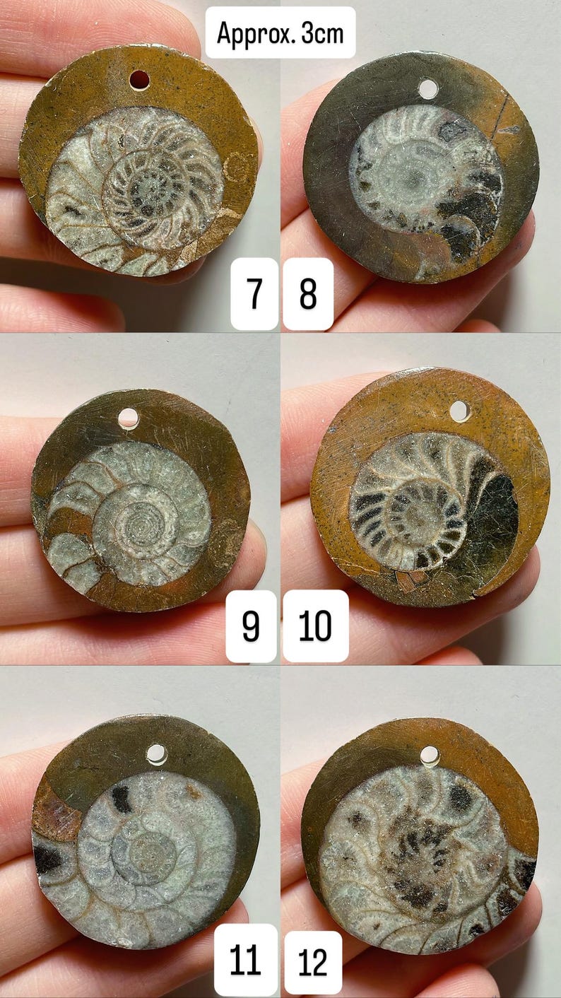 May include: A collection of six fossilized ammonite pendants, each approximately 1.2 inches in diameter. The pendants feature a spiral pattern in shades of brown, gray, and tan, with a small hole for stringing. Numbers 7-12 are printed on the image.
