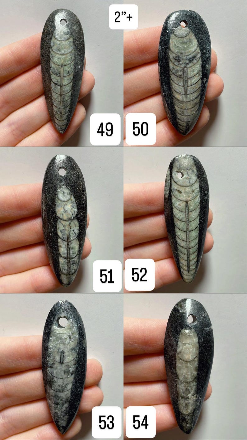 May include: A collection of fossil pendants, each approximately 2 inches in length, featuring a distinct internal pattern. The pendants are dark gray with a light gray and green fossil design. Each pendant has a small hole at the top.