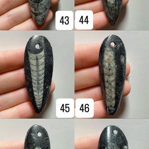 May include: A collection of fossil pendants, each with a unique pattern and color variations. The pendants are elongated, with a hole at the top for stringing. The text "2"+" is visible. The pendants are approximately 2 inches or longer.