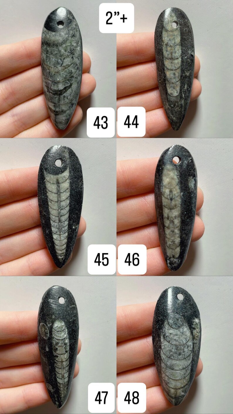 May include: A collection of fossil pendants, each with a unique pattern and color variations. The pendants are elongated, with a hole at the top for stringing. The text "2"+" is visible. The pendants are approximately 2 inches or longer.