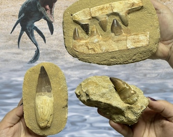 Authentic Mosasaurus Teeth on Matrix | Ancient Mosasaur Stone Tooth | Natural Mosasaur Jaw Fossil | Unique Cretaceous Sea Creature Fossils