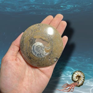 Polished Ammonite Fossil | Natural Nautilus Fossil for Collectors, Decor & Earth Energy |  Real Fossil Specimen | You Pick!