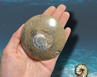 Polished Ammonite Fossil: Natural Nautilus, Earth Energy Decor