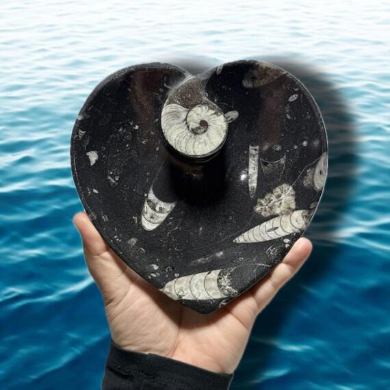 6.5'' Orthoceras Heart Fossil Dish | Unique Natural Fossil Display