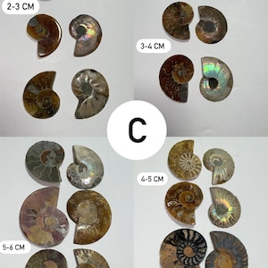 Pode incluir: Conjunto de amonites fossilizados em v&aacute;rios tamanhos e cores. Os amonites est&atilde;o dispostos em filas por tamanho, sendo os menores de 2-3 cm, os m&eacute;dios de 3-4 cm e os maiores de 4-5 cm e 5-6 cm.