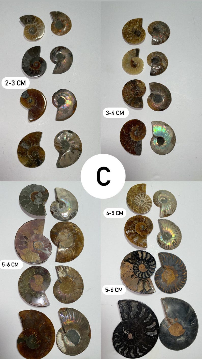 Pode incluir: Conjunto de amonites fossilizados em v&aacute;rios tamanhos e cores. Os amonites est&atilde;o dispostos em filas por tamanho, sendo os menores de 2-3 cm, os m&eacute;dios de 3-4 cm e os maiores de 4-5 cm e 5-6 cm.