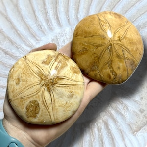 3&quot; Fossil Sand Dollar or Sea Urchin | Natural Ocean Fossil Decor | Real Specimens for Coastal Display, Gifts, or Collections | You Pick!
