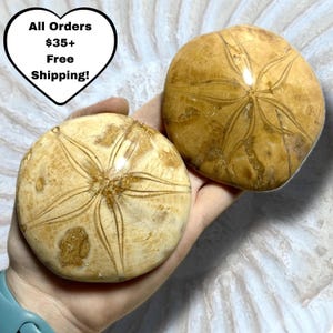 Fossilized Sand Dollar | Sea Urchin Fossil | Polished Ocean Fossil Collectible | Prehistoric Sea Life Specimen | Ancient Wisdom | You Pick!