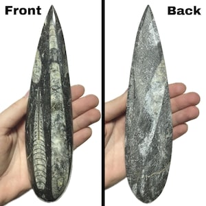 Polished Orthoceras Fossil | Prehistoric Squid Teardrop Crystal | Ancient Wisdom Fossils | Natural Sea Creature Collectible | You Pick Size! image 3