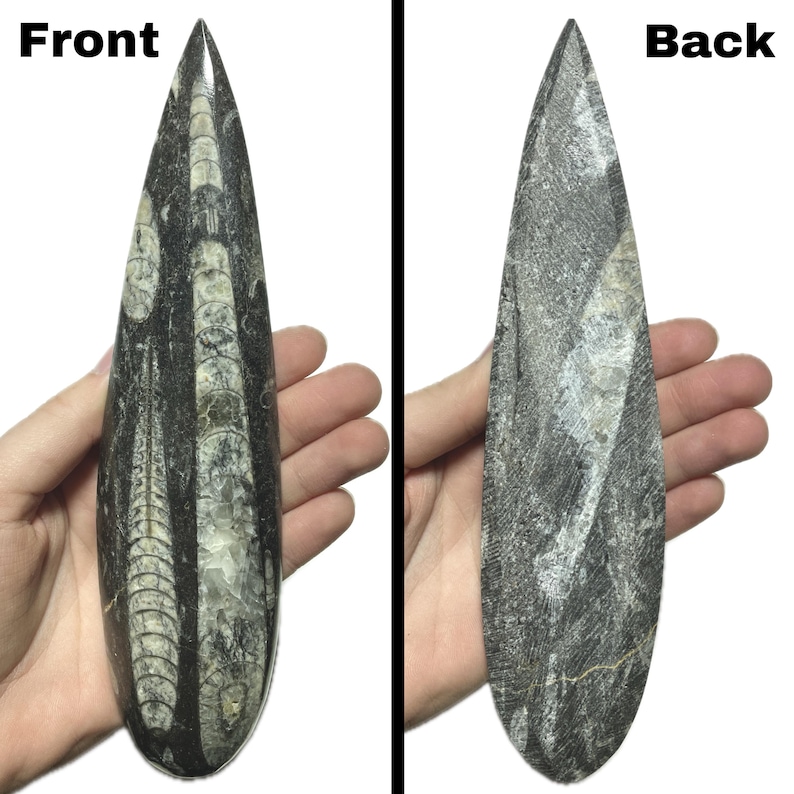 Polished Orthoceras Fossil | Prehistoric Squid Teardrop Crystal | Ancient Wisdom Fossils | Natural Sea Creature Collectible | You Pick Size! image 3