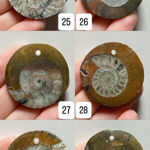 May include: Circular fossil pendants, each approximately 3cm in diameter, showcasing intricate ammonite shell patterns. The pendants feature a natural color palette of browns, grays, and creams, with a small hole for stringing. Numbers 25-30 are visible.
