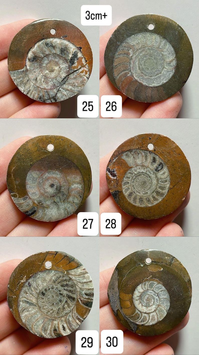 May include: Circular fossil pendants, each approximately 3cm in diameter, showcasing intricate ammonite shell patterns. The pendants feature a natural color palette of browns, grays, and creams, with a small hole for stringing. Numbers 25-30 are visible.