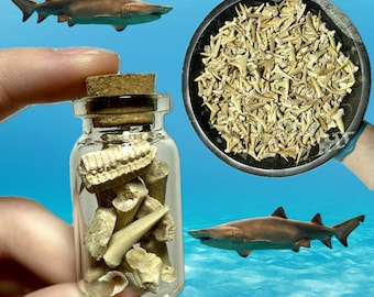 Authentic Assorted Shark Teeth and Bones | Shark Teeth Display Bottle | Bulk Shark Teeth | Sand Shark | 2oz to 1LB Bundles | You Pick Amount