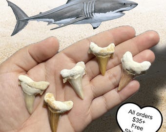 Fossilized Shark Teeth 1-1.5 Inch Natural Shark Tooth Collectible