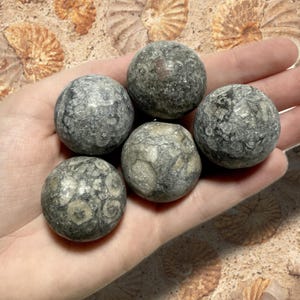 Polished Crinoid Fossil Sphere: Ancient Sea Stone, Crystal Grid