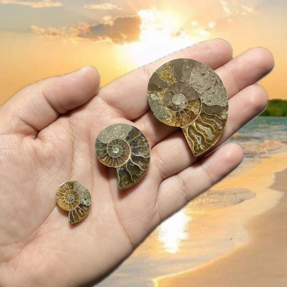 Ammonite Fossil Halves Set | Small, Medium, Large | 3 Piece Collection | One of Each Size | Fossil Collector Gift | Ancient Energy & Wisdom