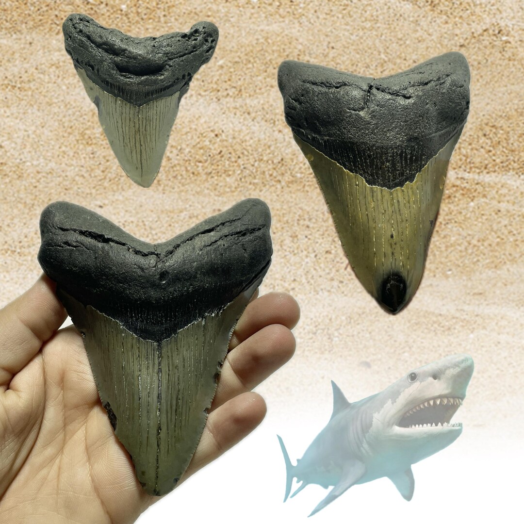 Véritable dent de requin fossile Megalodon 4,4 pouces