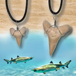 Shark Teeth Pendants | Shark Tooth Necklace 20"| Fossilized Sand Tiger Shark Tooth Pendant | You Pick Size and Quantity |