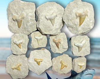 May include: A collection of 11 fossilized shark teeth embedded in white rock. The teeth are various sizes and shapes, with some showing signs of wear. The teeth are arranged in a semi-circle, with a tiger shark swimming in the background.