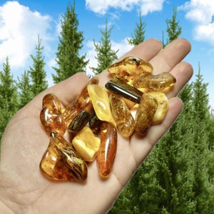 Authentic Baltic Amber Tumbled Specimens | Amber Bundles  | Natural Baltic Gemstones | Crystal Healing | Natural Healing Specimens
