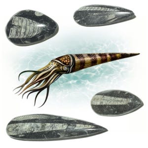 May include: Four fossilised ammonites, three are grey and black with a spiral pattern, one is a light grey with a spiral pattern. A black and white illustration of a nautilus with tentacles.
