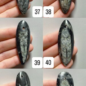 May include: A collection of fossil pendants, each approximately 2 inches in length, with a dark gray and white pattern. The pendants have a hole at the top for stringing. Numbers 37, 38, 39, 40, 41, and 42 are visible.