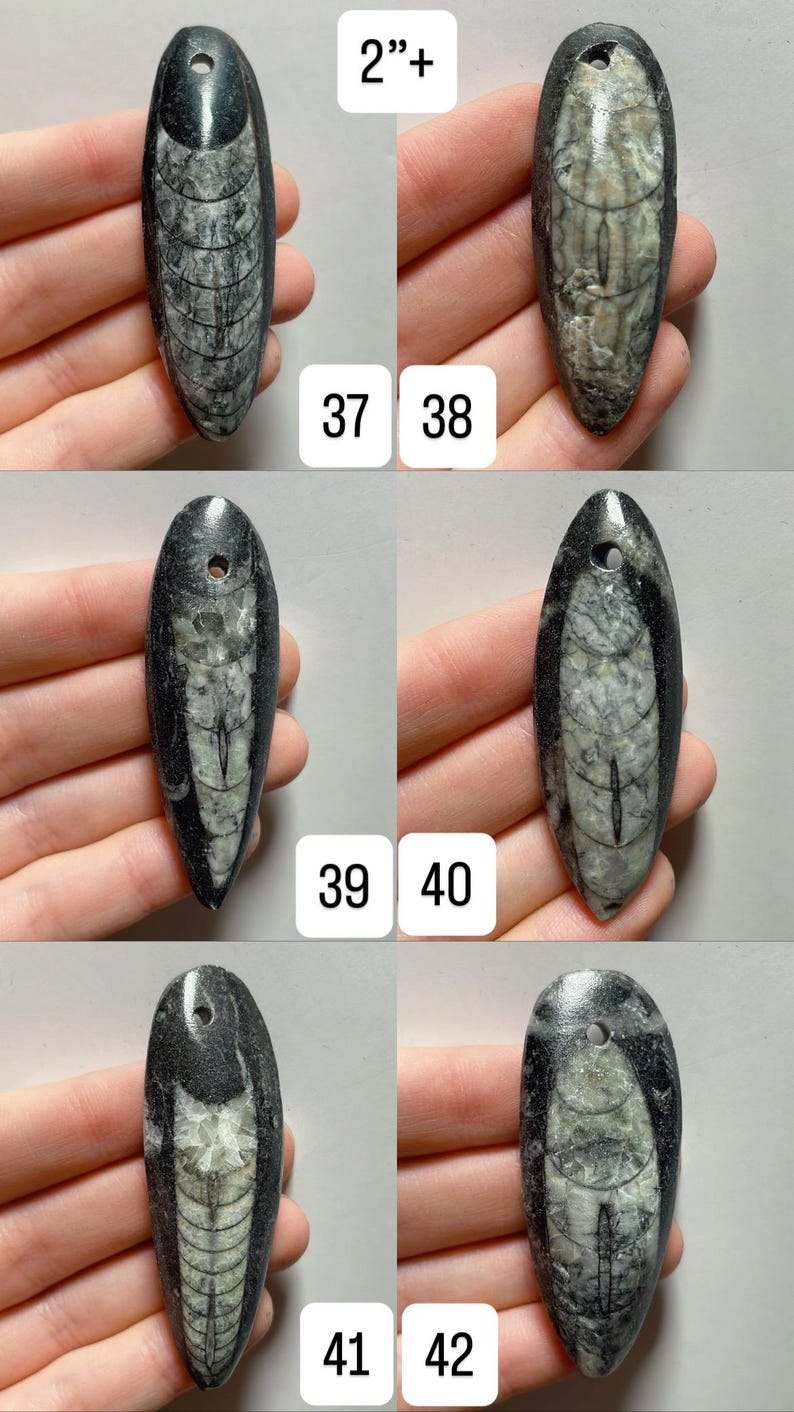 May include: A collection of fossil pendants, each approximately 2 inches in length, with a dark gray and white pattern. The pendants have a hole at the top for stringing. Numbers 37, 38, 39, 40, 41, and 42 are visible.