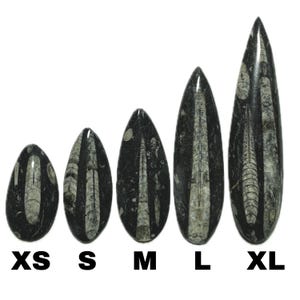 Polished Orthoceras Fossil | Prehistoric Squid Teardrop Crystal | Ancient Wisdom Fossils | Natural Sea Creature Collectible | You Pick Size! image 2