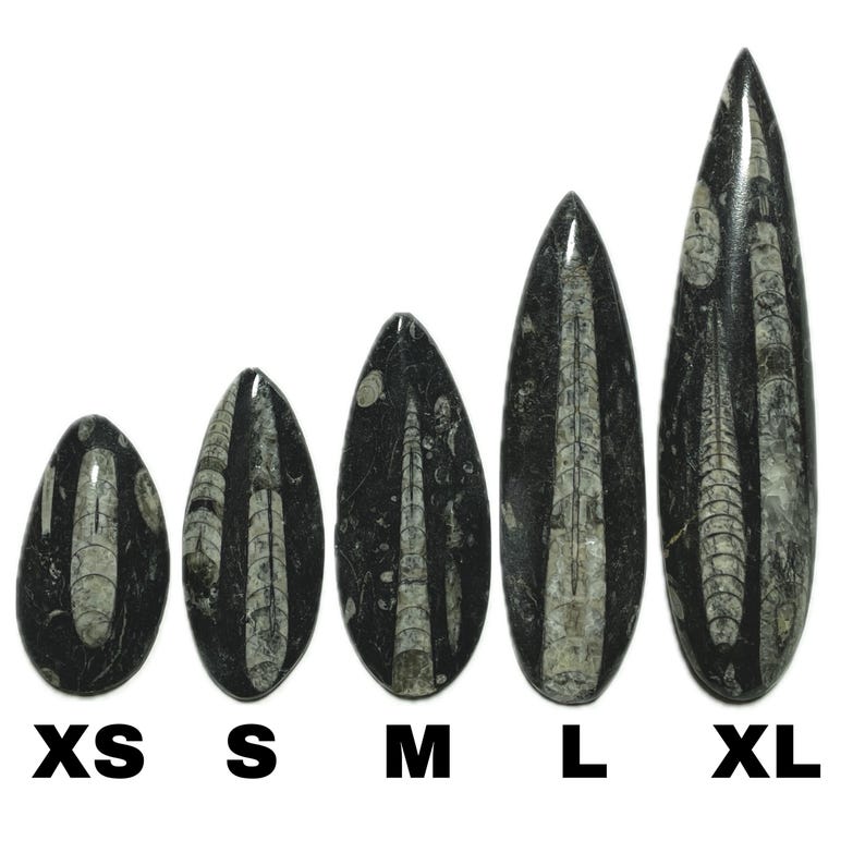 Polished Orthoceras Fossil | Prehistoric Squid Teardrop Crystal | Ancient Wisdom Fossils | Natural Sea Creature Collectible | You Pick Size! image 2