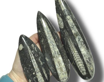 Polished Orthoceras Fossil | Prehistoric Squid Teardrop Crystal | Ancient Wisdom Fossils | Natural Sea Creature Collectible | You Pick Size!