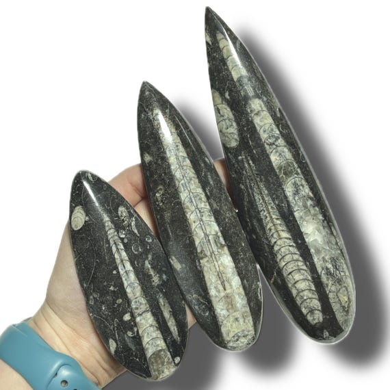 Polished Orthoceras Fossil | Prehistoric Squid Teardrop Crystal | Ancient Wisdom Fossils | Natural Sea Creature Collectible | You Pick Size!
