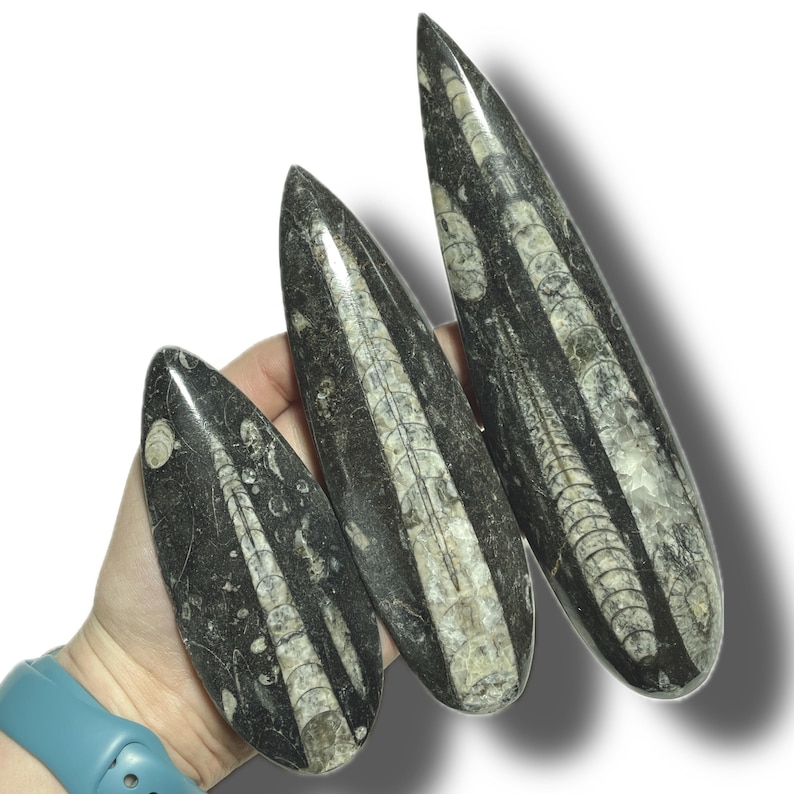May include: Three fossilized crinoid stems, also known as sea lilies, in a black and white colour scheme. The fossils are long and slender, with a smooth, polished surface.