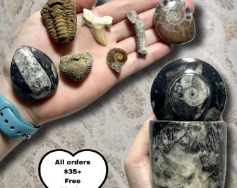 Fossil Collector Kit | Orthoceras Trinket Box | Ammonite, Trilobite, Shark Teeth, Fulgurite, Fossilized Clams | 5 Style Options | You Pick!