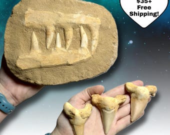 2–3" Fossilized Shark Teeth or 6–7" Enchodus Jaws | Authentic Marine Fossils | Natural Prehistoric Specimens | You Choose