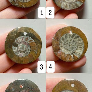 May include: Six fossilized ammonite pendants, each approximately 1.2 inches in diameter, with a spiral shell design. The pendants are brown and tan, with a hole for stringing. The text "Approx. 3cm" is visible.
