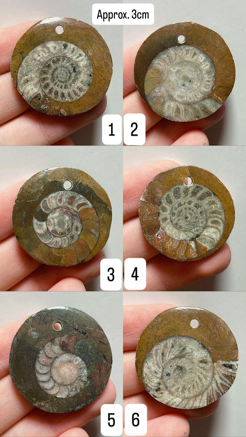 May include: Six fossilized ammonite pendants, each approximately 1.2 inches in diameter, with a spiral shell design. The pendants are brown and tan, with a hole for stringing. The text "Approx. 3cm" is visible.